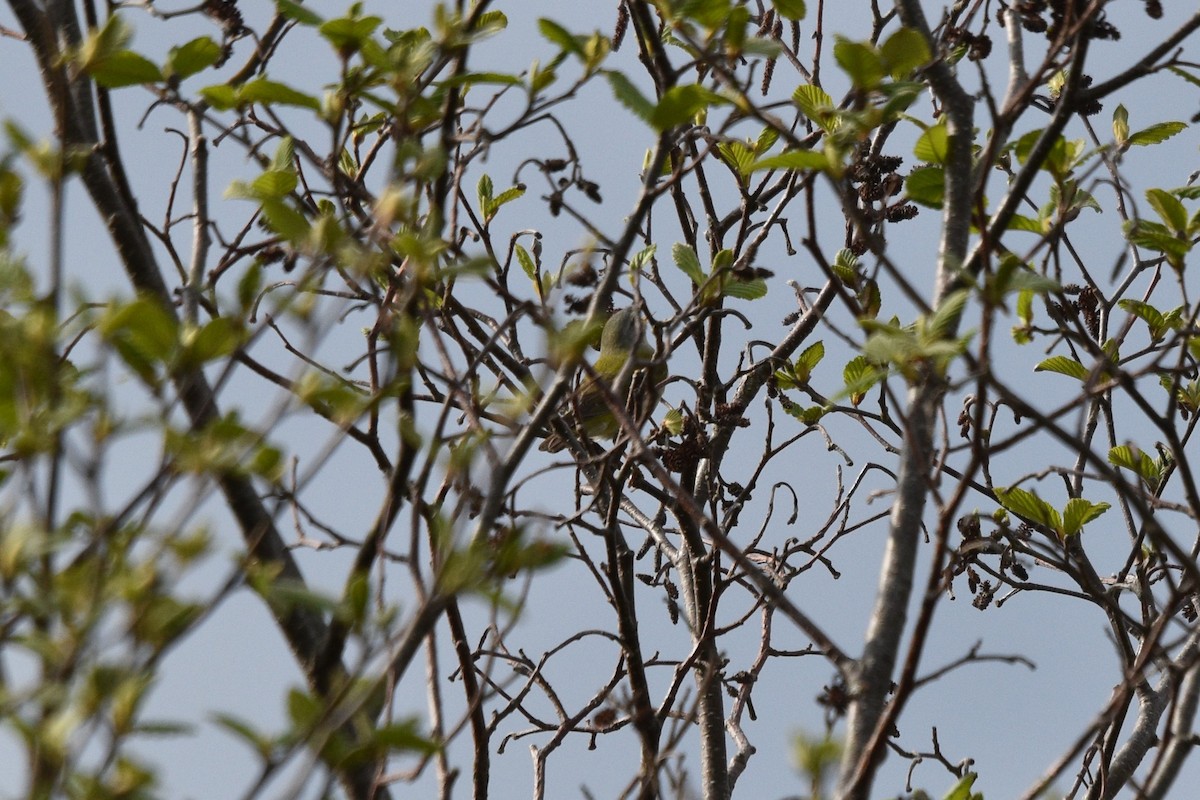 Tennessee Warbler - Devin Johnstone