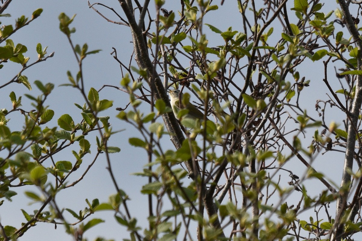 Tennessee Warbler - Devin Johnstone