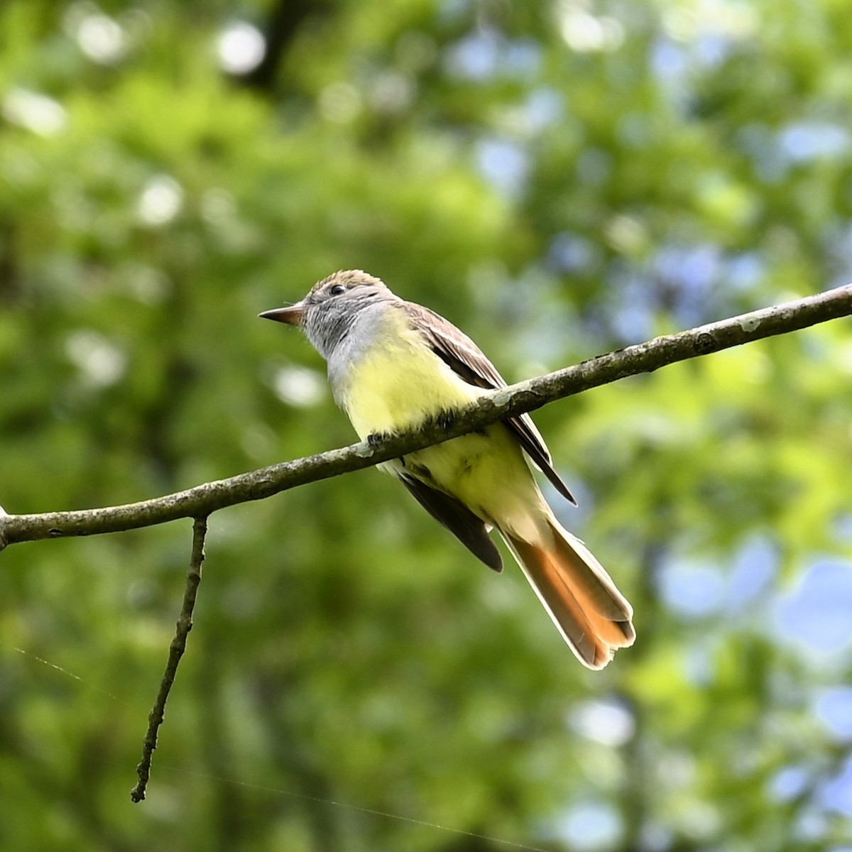 Great Crested Flycatcher - Frankie Warrell