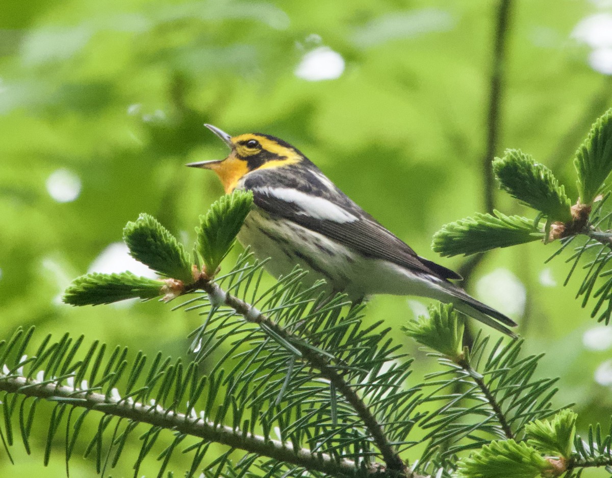 Blackburnian Warbler - Clem Nilan