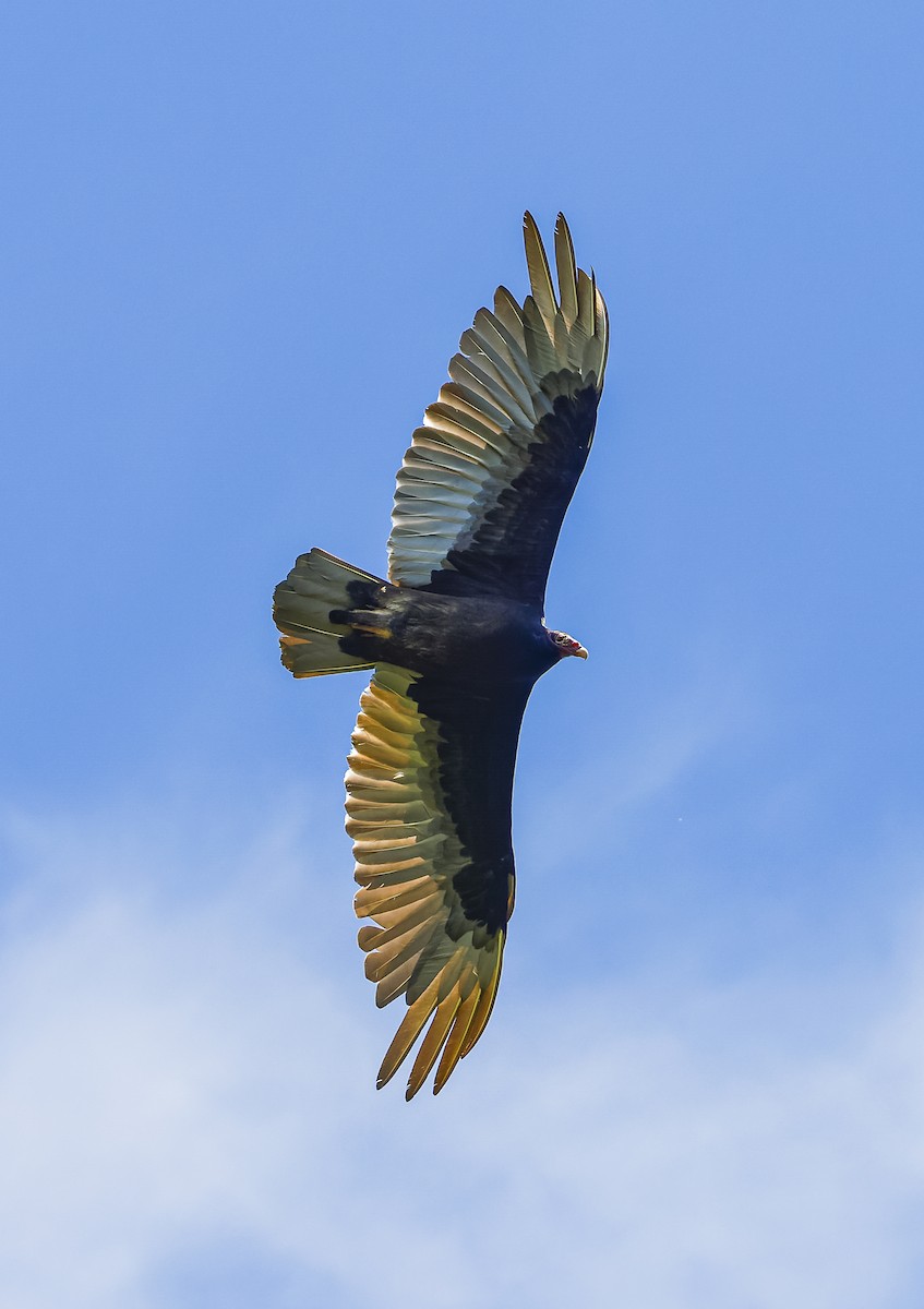 Turkey Vulture - ML619542268