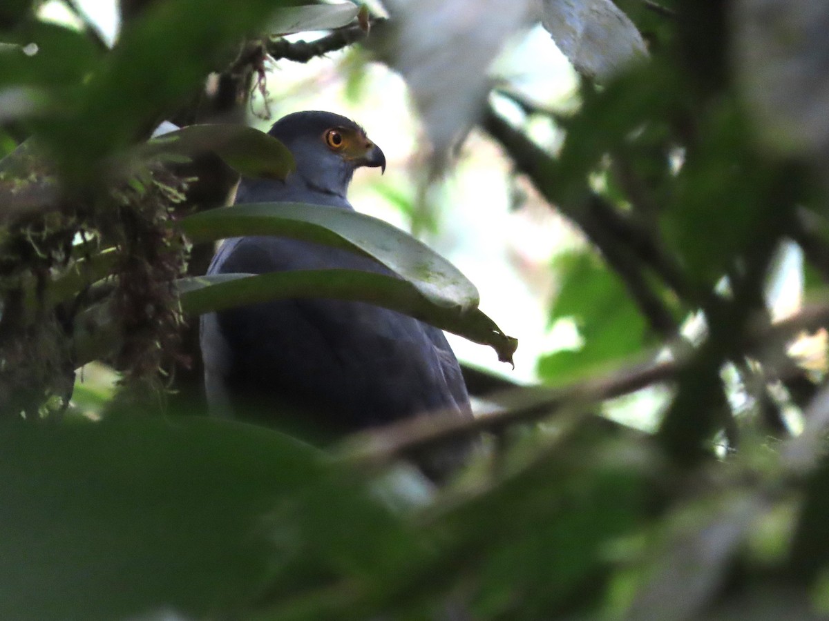 Bicolored Hawk (Bicolored) - ML619542270