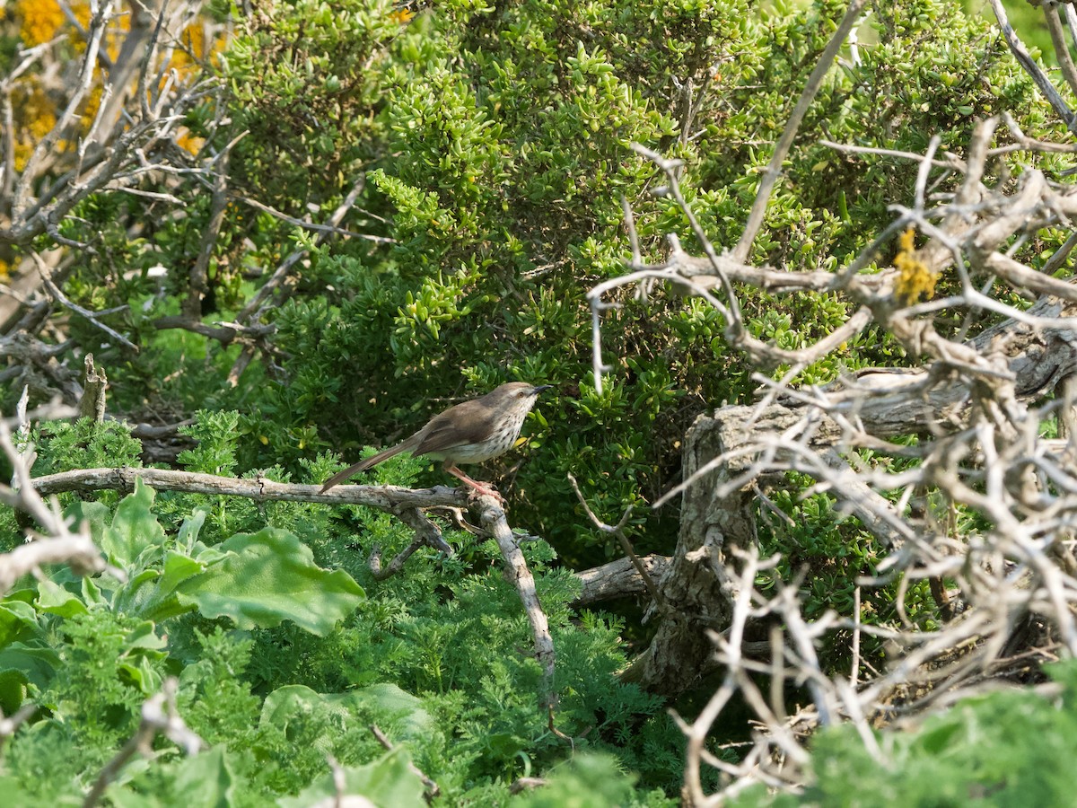 Karoo Prinia - Nick Leiby