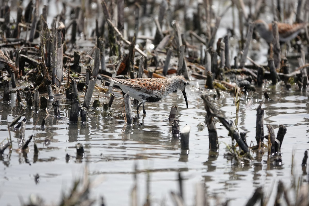 Dunlin - Michel Robert