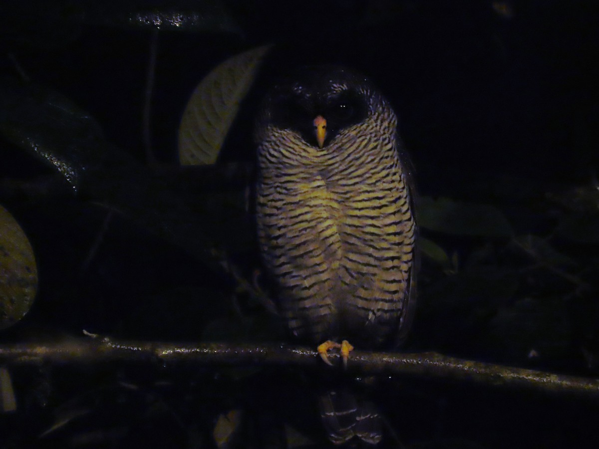 Black-and-white Owl - Hugo Foxonet