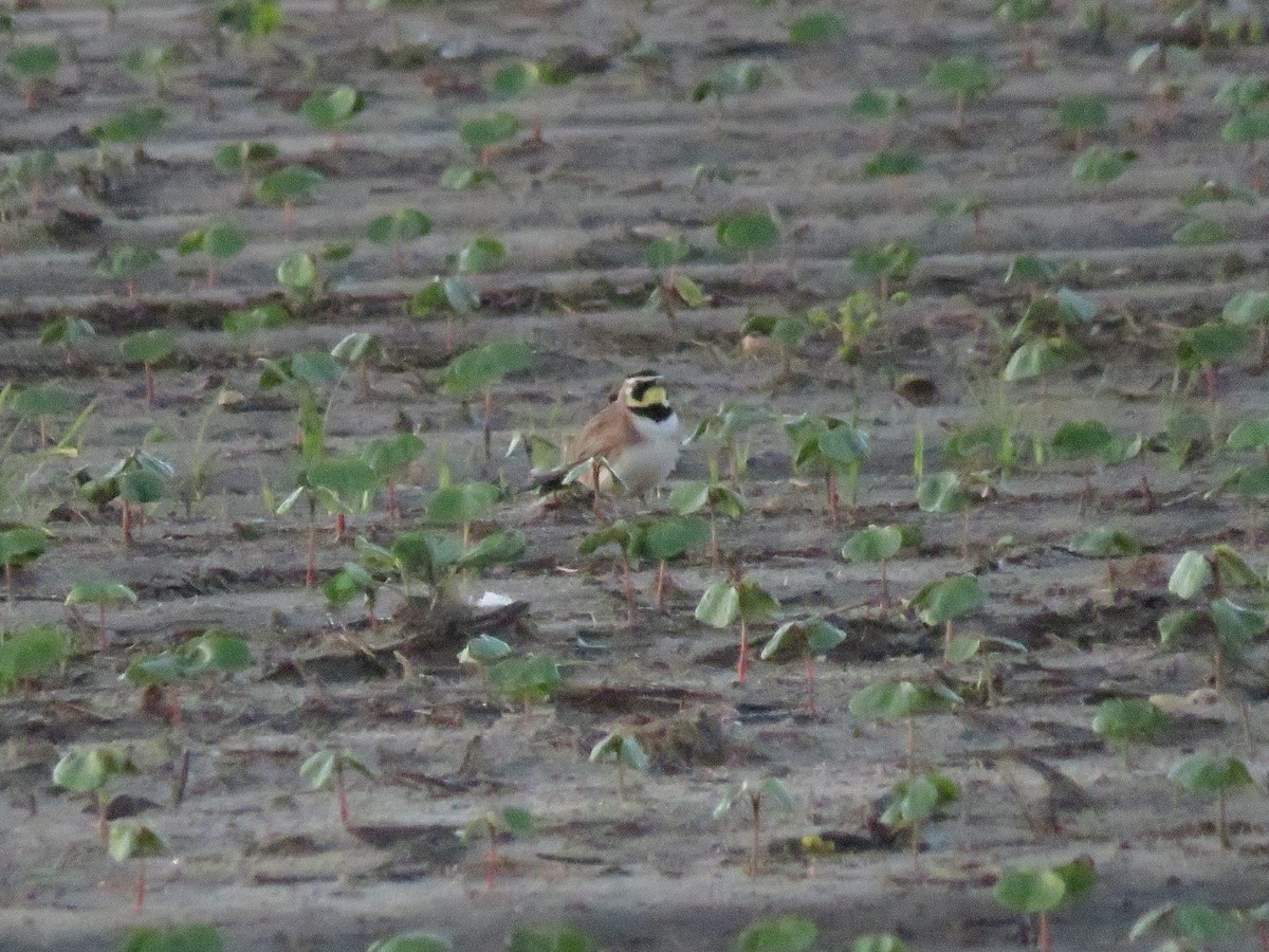 Horned Lark - Eric Cormier