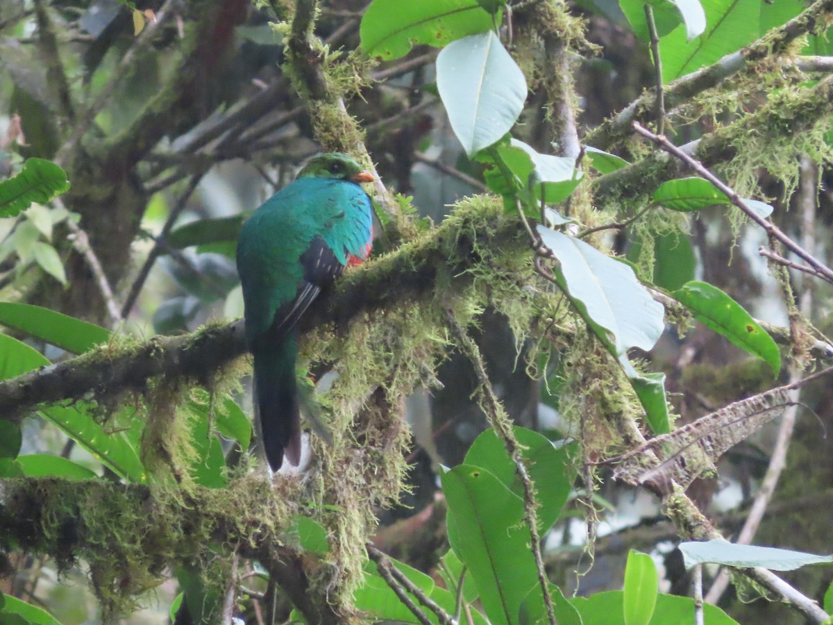 Golden-headed Quetzal - Hugo Foxonet