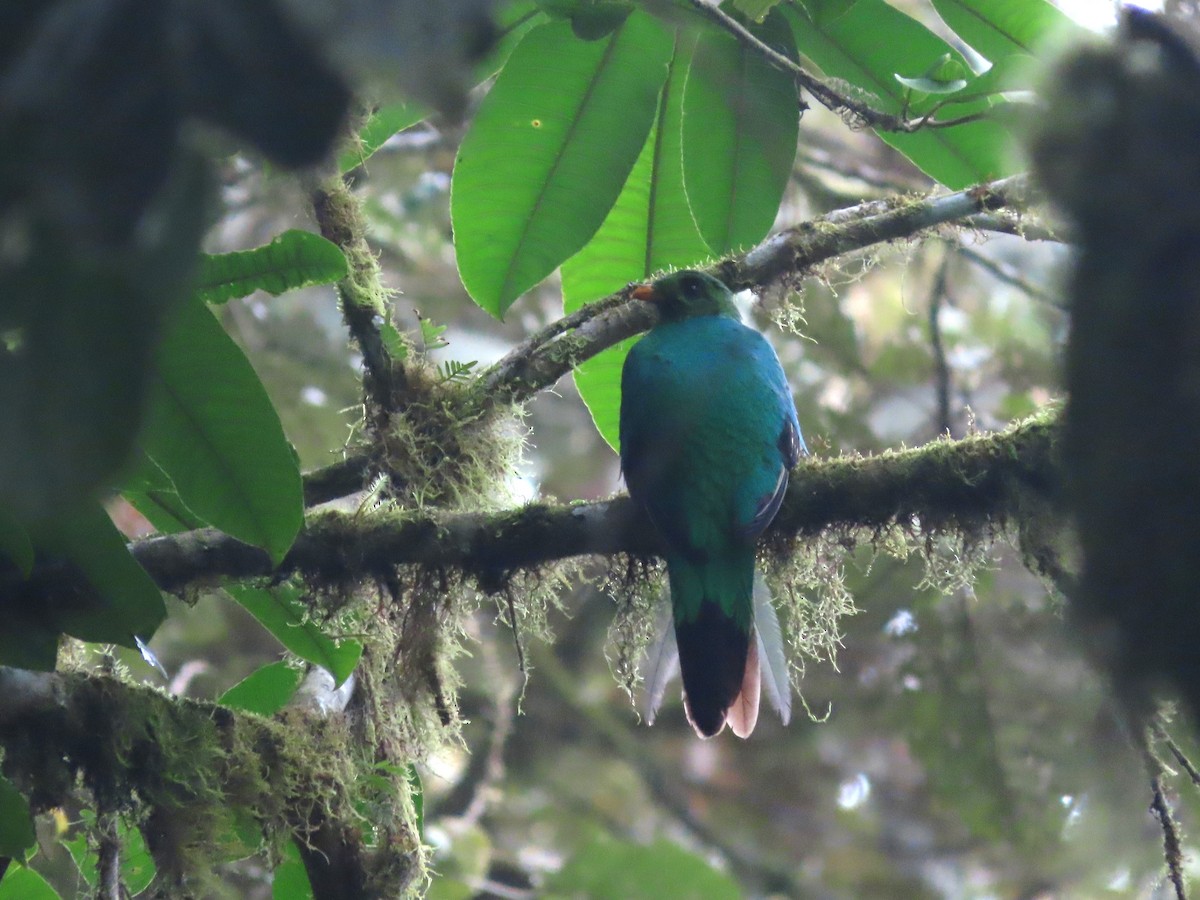 Golden-headed Quetzal - Hugo Foxonet