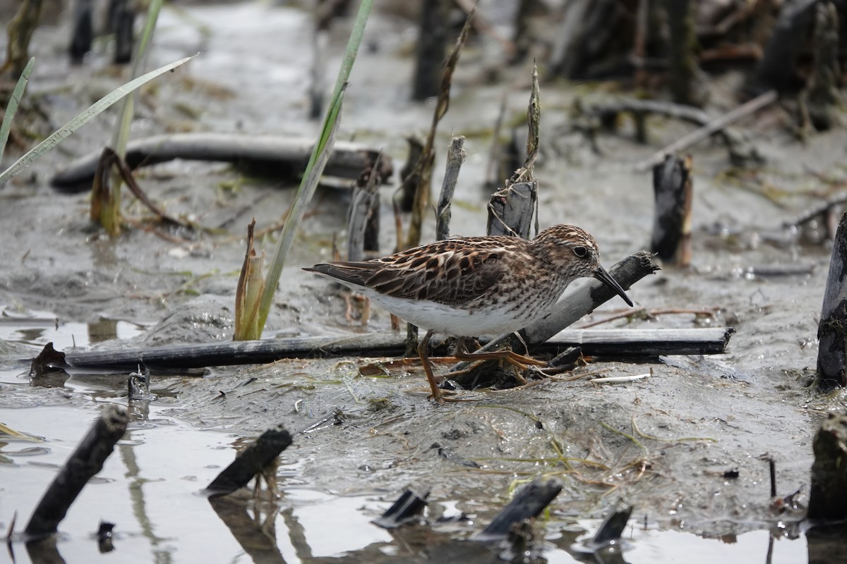 Least Sandpiper - Michel Robert