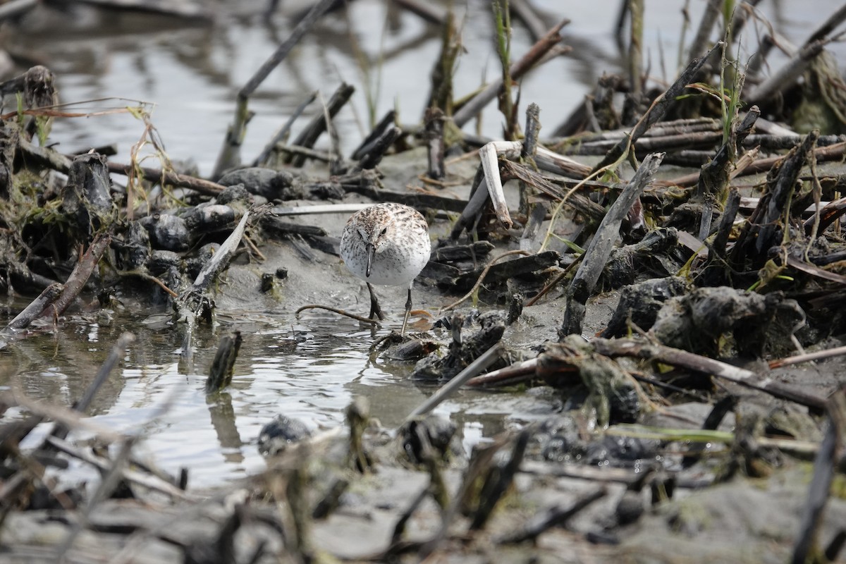 Semipalmated Sandpiper - Michel Robert