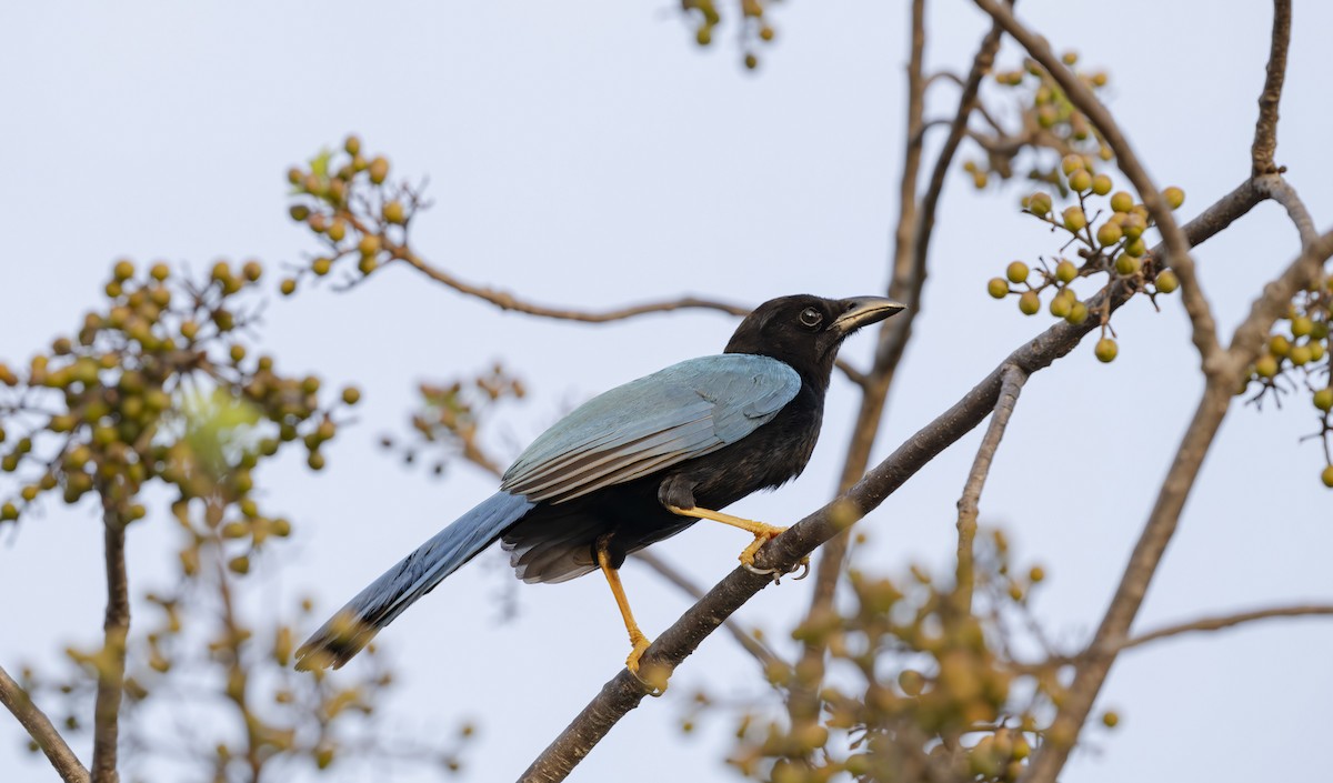 Yucatan Jay - Rolando Tomas Pasos Pérez