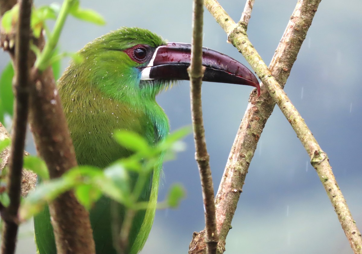 Crimson-rumped Toucanet - Hugo Foxonet