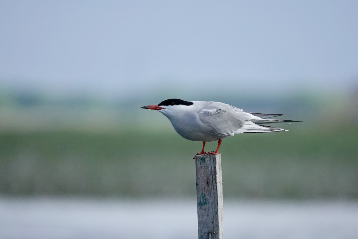 Common Tern - Michel Robert