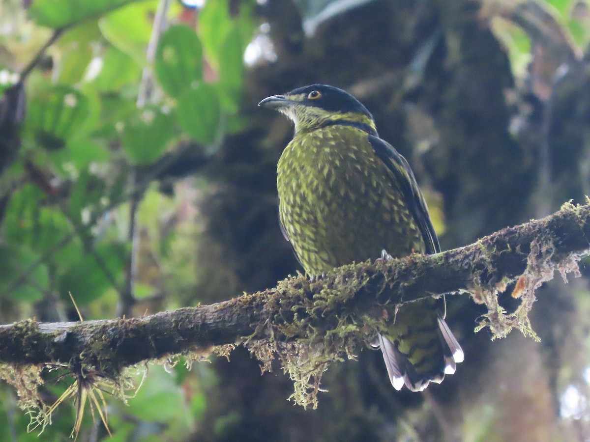 Cotinga écaillé - ML619542301