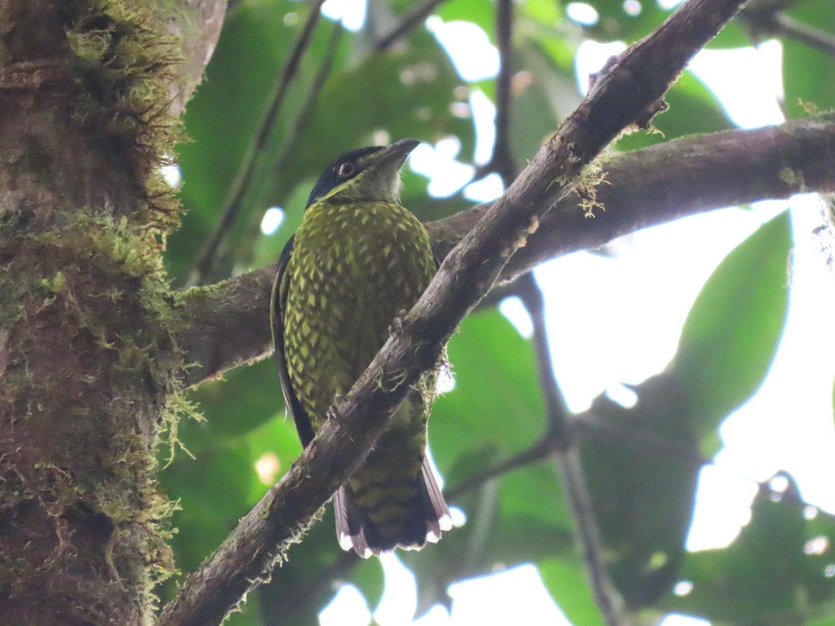 Cotinga écaillé - ML619542302