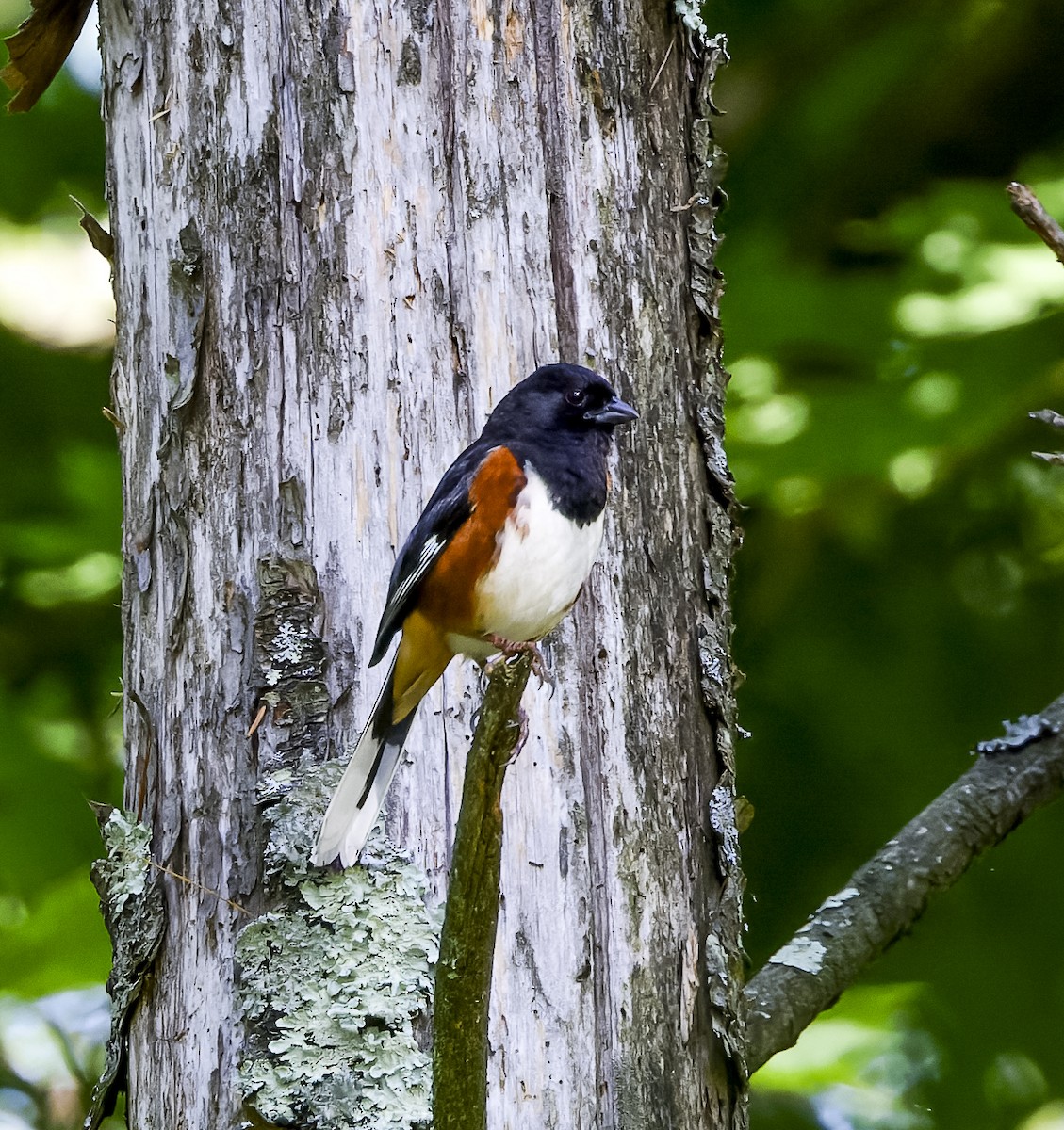 Eastern Towhee - Daniel Magda