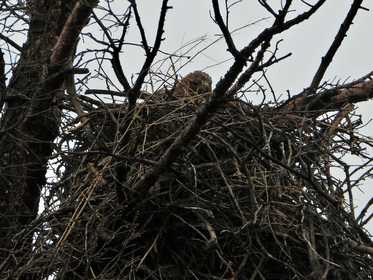 Red-tailed Hawk - Katie Conlin