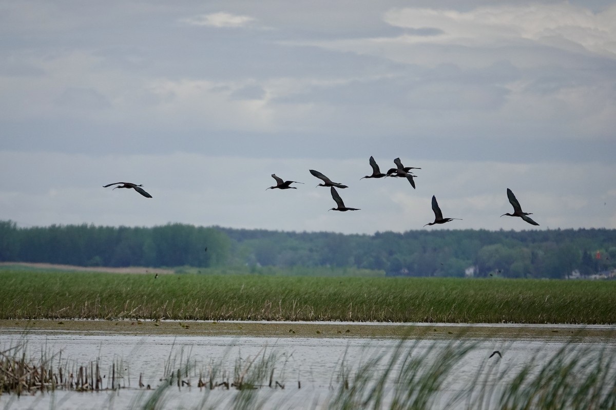 Glossy Ibis - Michel Robert