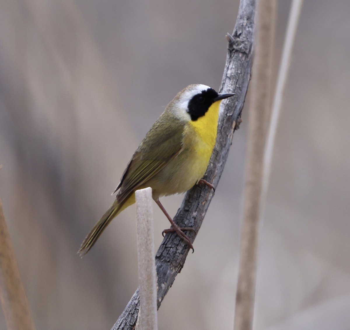 Common Yellowthroat - Jacob Truetken