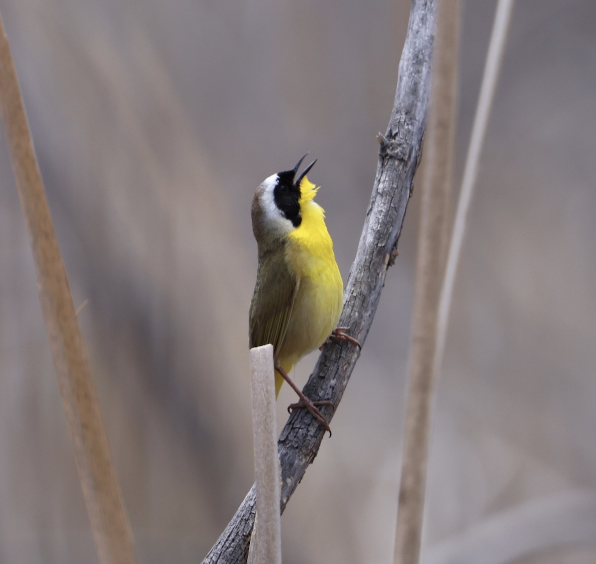 Common Yellowthroat - Jacob Truetken