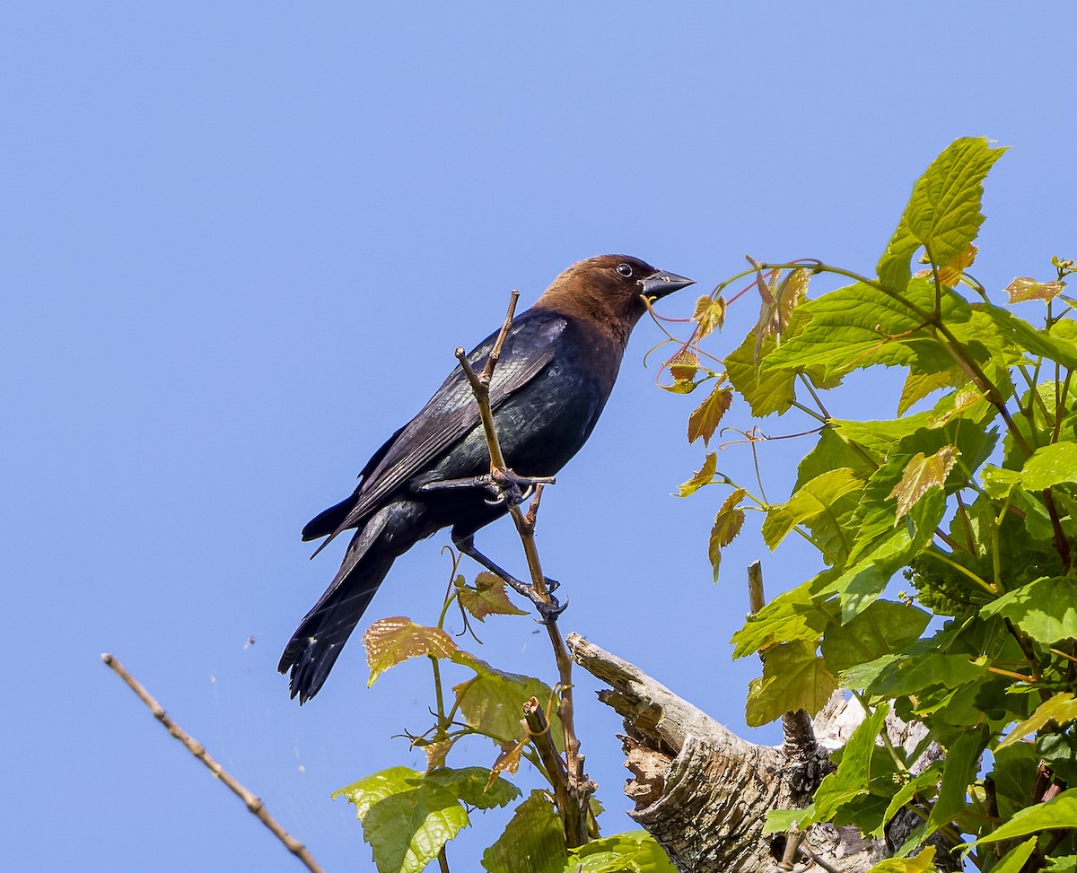 Brown-headed Cowbird - ML619542312