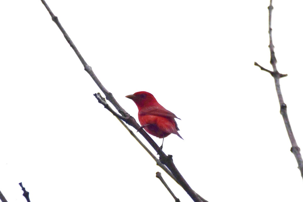 Summer Tanager - irina shulgina