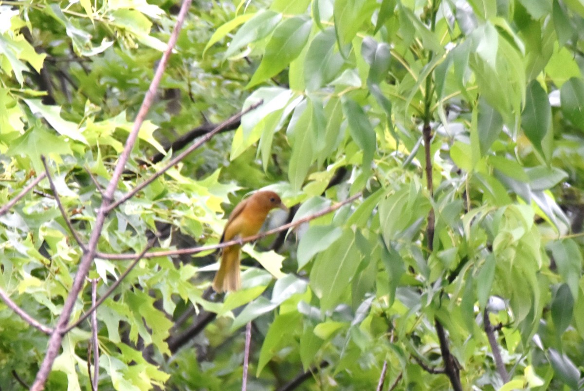 Summer Tanager - irina shulgina