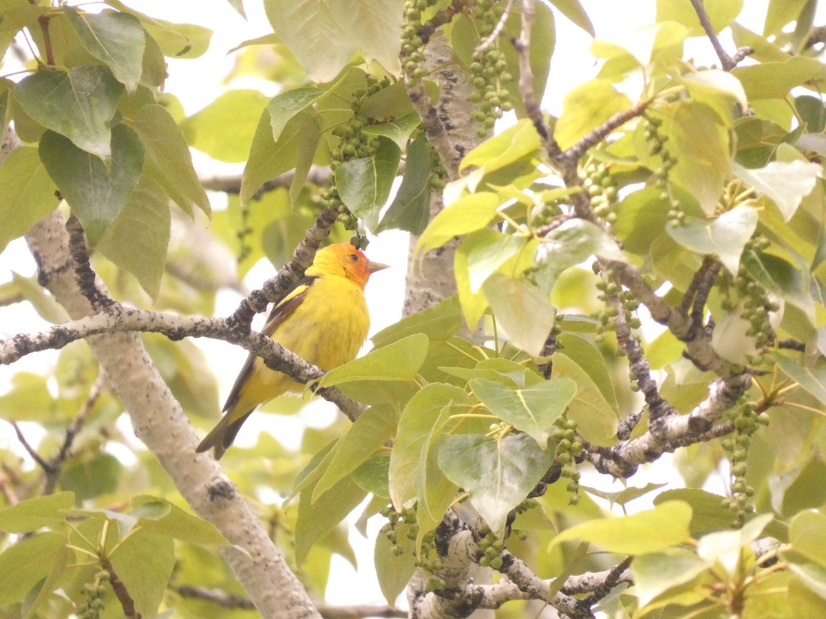 Western Tanager - Wesley McGee