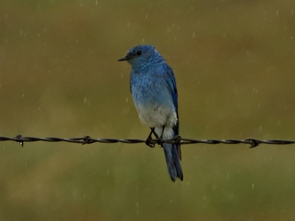 Mountain Bluebird - Katie Conlin