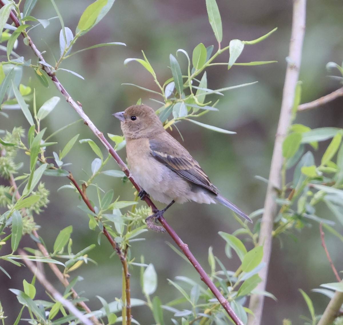 Lazuli Bunting - Jacob Truetken