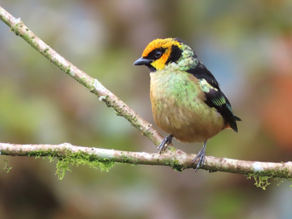 Flame-faced Tanager (Yellow-faced) - Hugo Foxonet