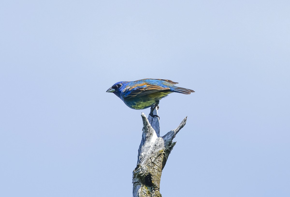 Indigo Bunting - Daniel Magda