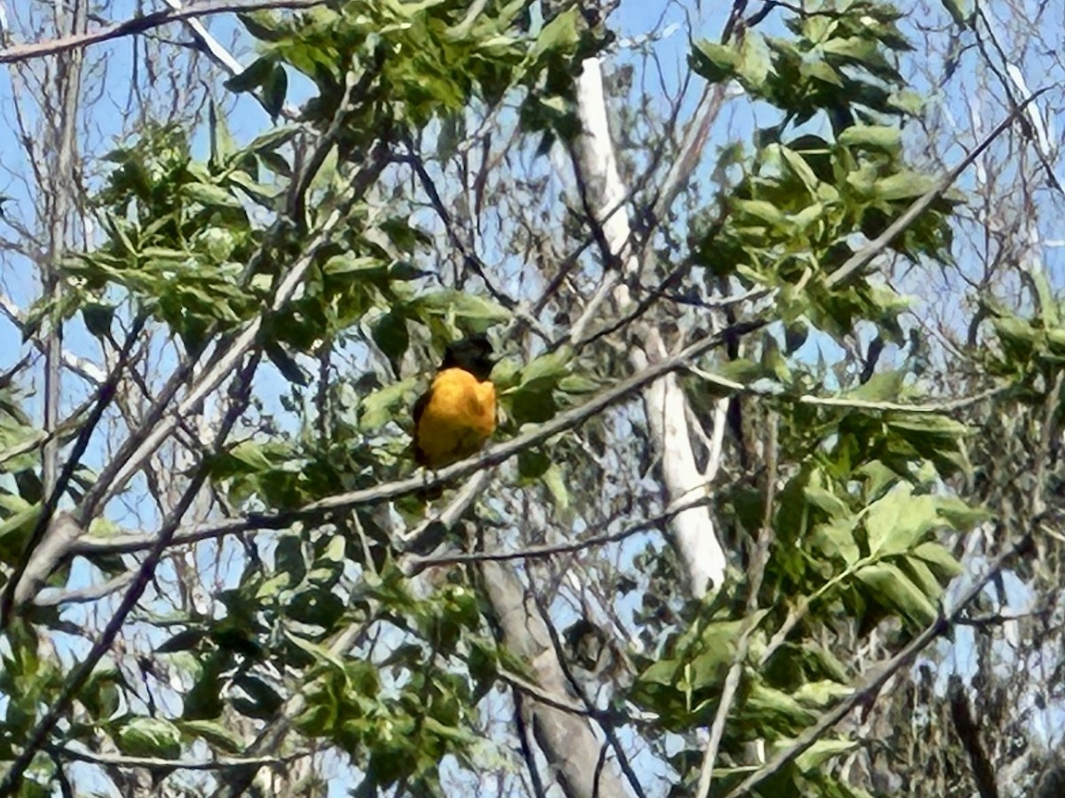 Baltimore Oriole - Jamie Stolley