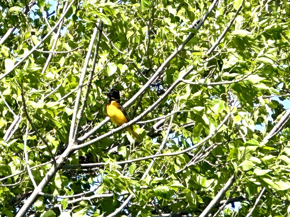 Baltimore Oriole - Jamie Stolley