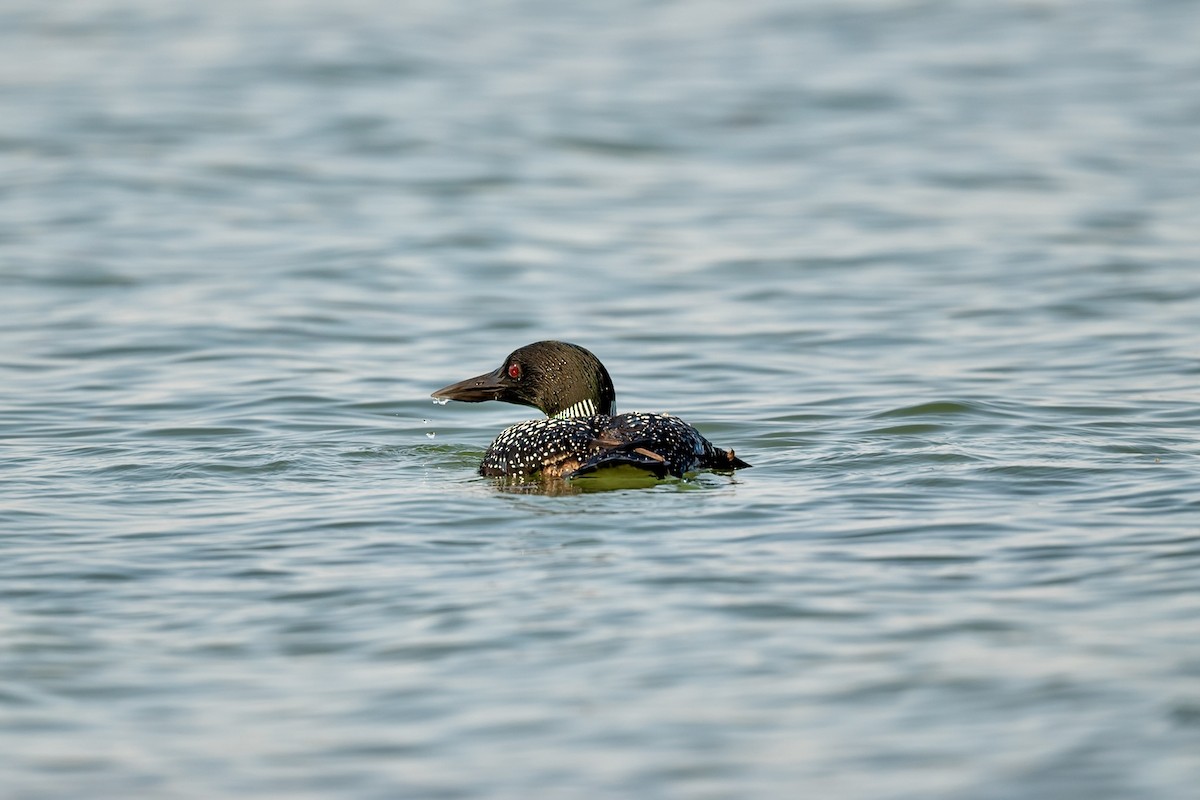 Common Loon - Bill Massaro