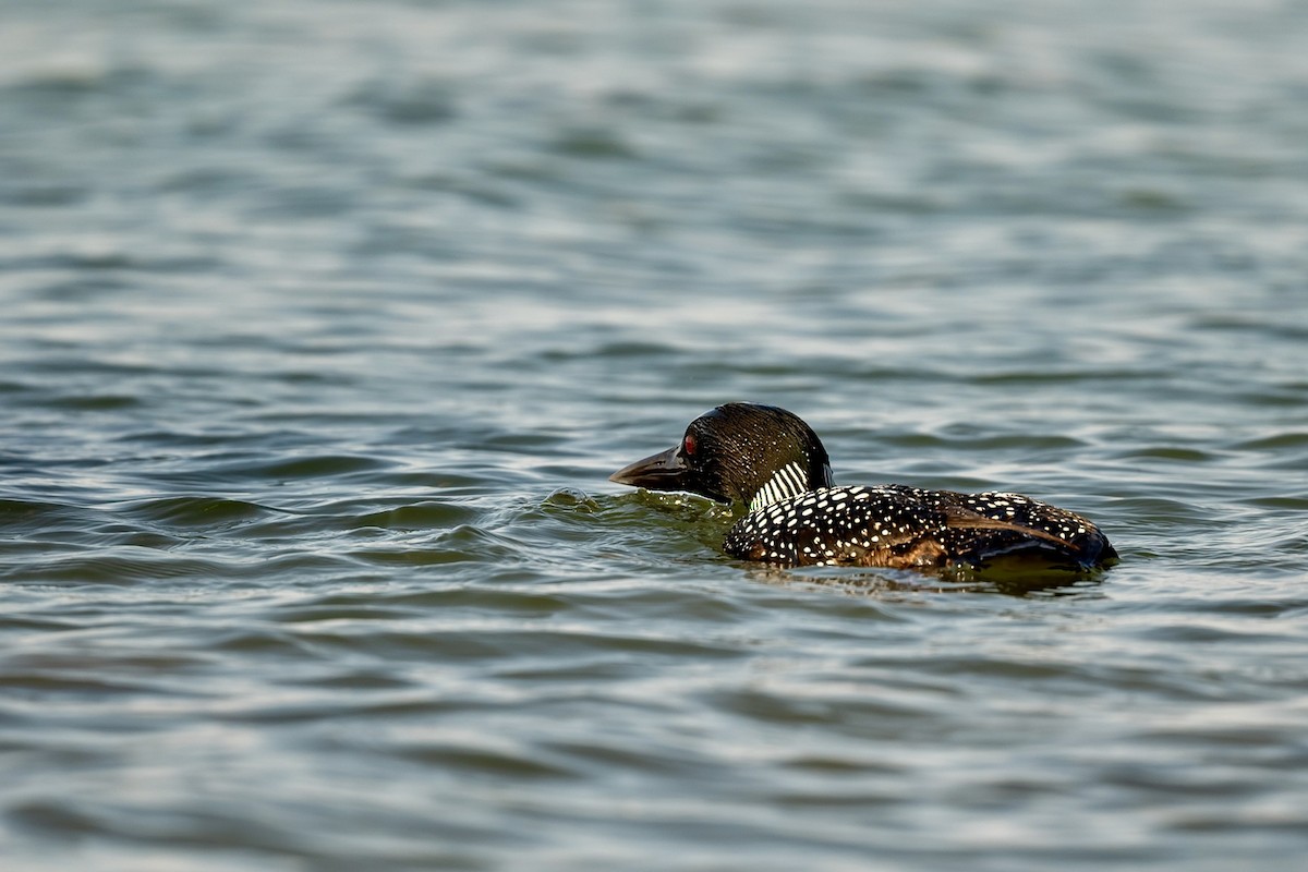 Common Loon - Bill Massaro