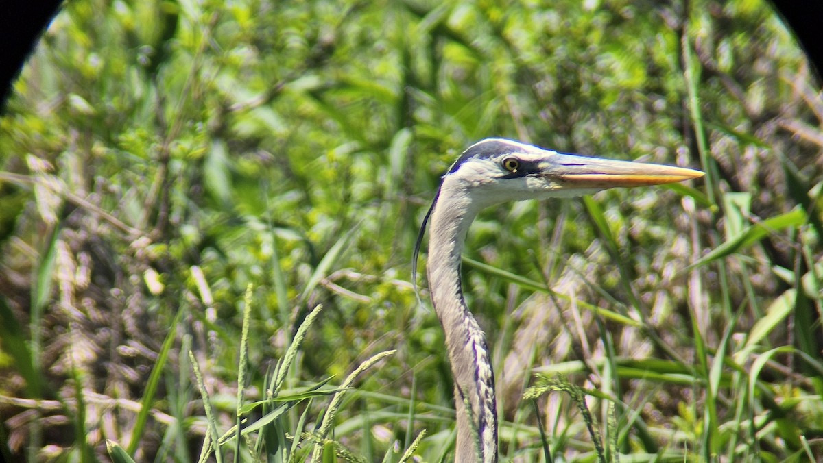 Great Blue Heron - Austin & Natasha Ridgard