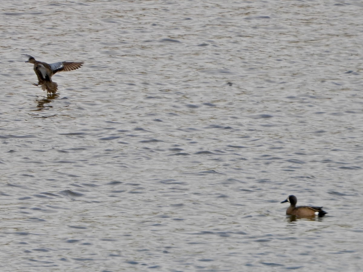 Blue-winged Teal - Katie Conlin