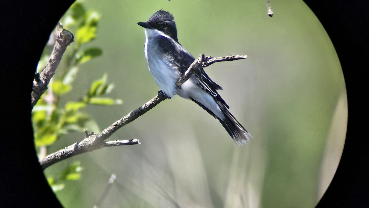 Eastern Kingbird - Austin & Natasha Ridgard