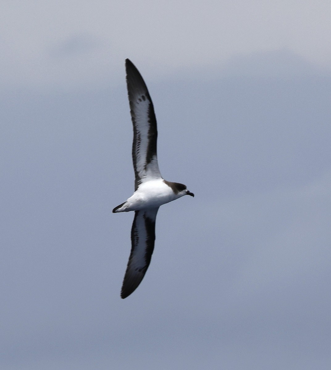 Bermuda Petrel - Hal and Kirsten Snyder