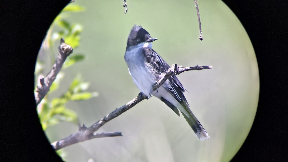 Eastern Kingbird - Austin & Natasha Ridgard