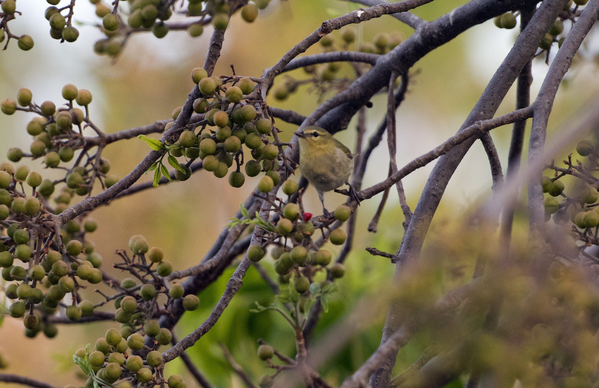 Tennessee Warbler - Rolando Tomas Pasos Pérez