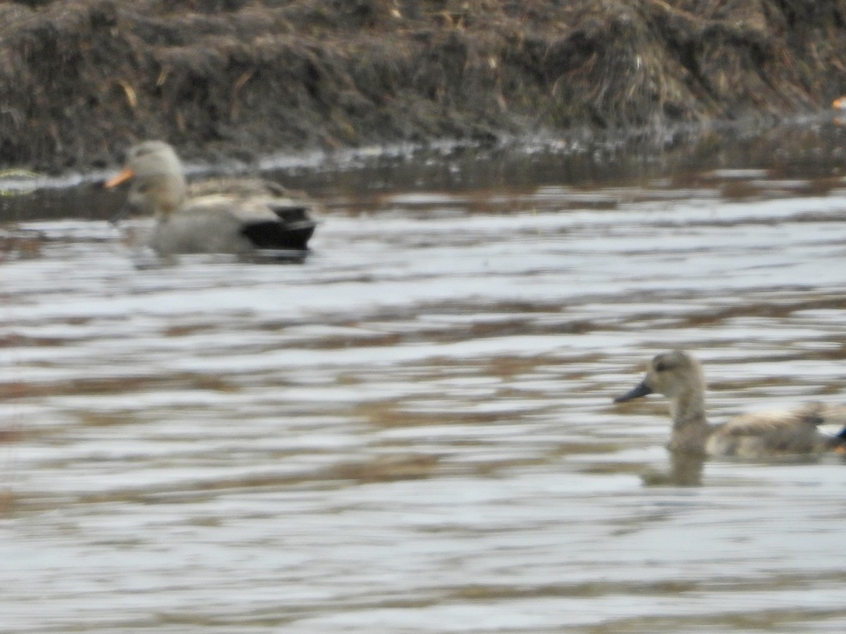 Gadwall - Katie Conlin