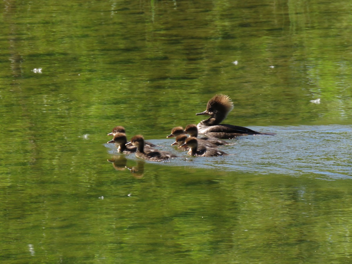 Hooded Merganser - Cynthia Lamb