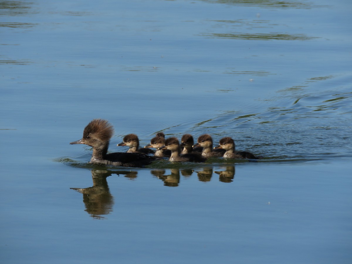 Hooded Merganser - Cynthia Lamb