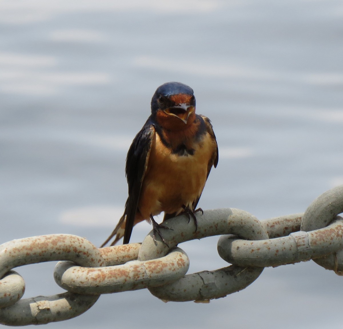 Barn Swallow - Mike Major