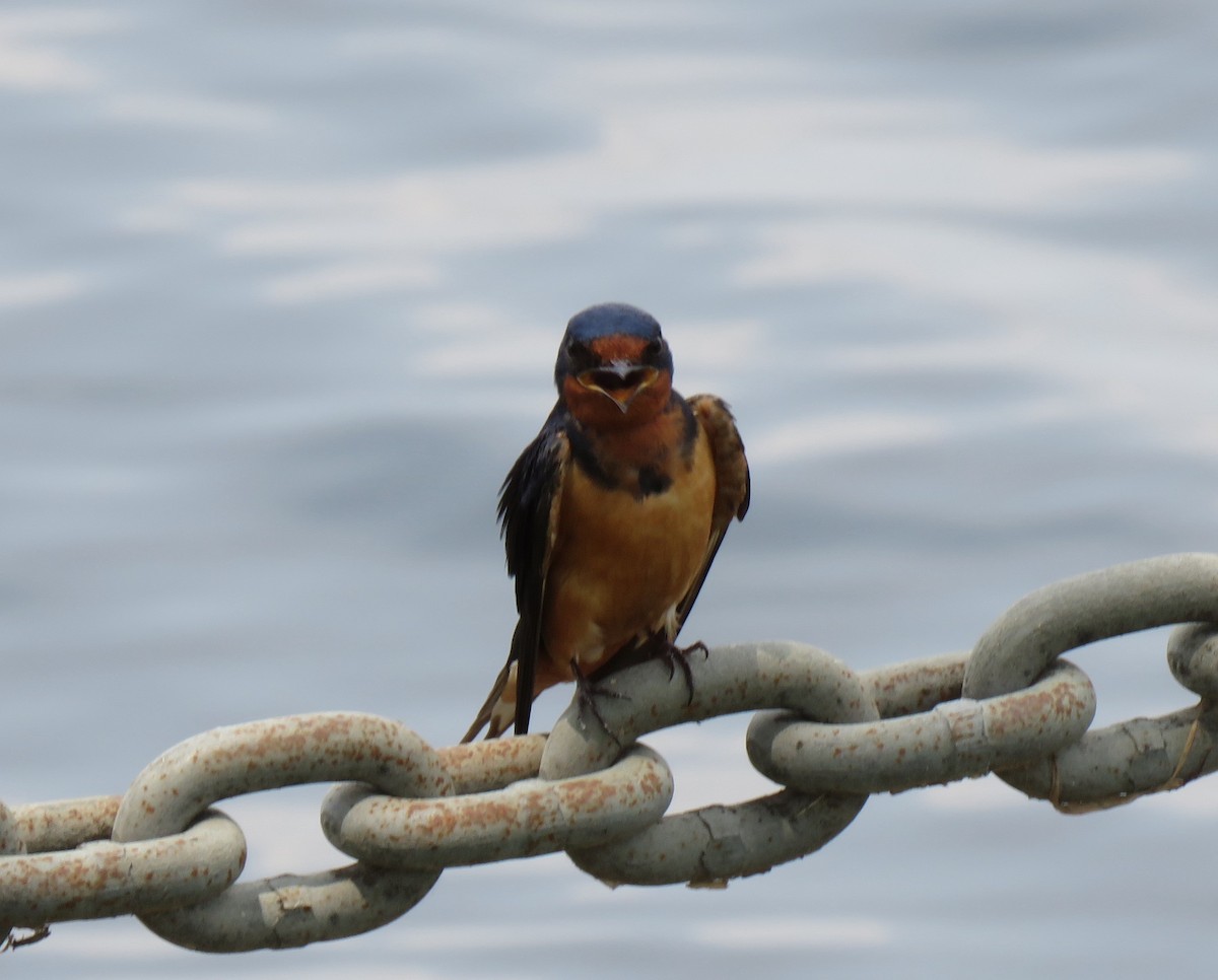 Barn Swallow - Mike Major