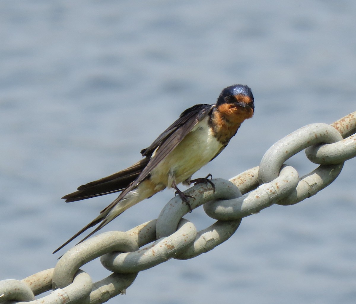 Barn Swallow - Mike Major