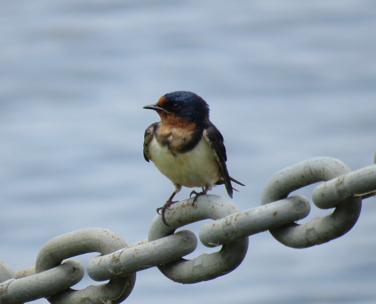 Barn Swallow - Mike Major