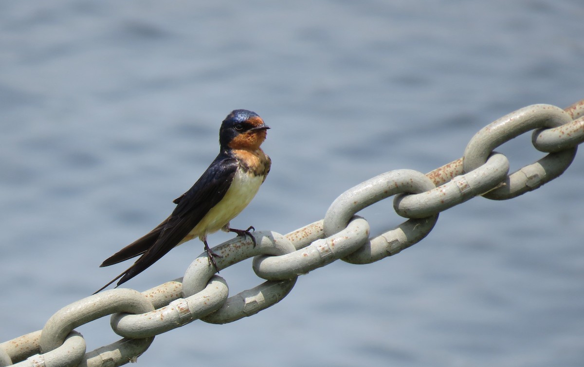 Barn Swallow - Mike Major